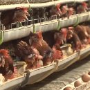 큰닭농장 이미지