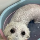 코코바코 이미지