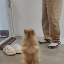 살랑애견미용실 이미지