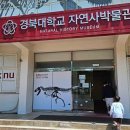경북대학교자연사박물관 이미지