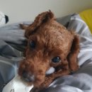 넘버원트리머 이미지