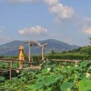 산청 가볼만한곳 산청수선사 연꽃 보러 다녀옴 이미지