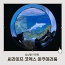 코엑스아쿠아리움 | 서울 삼성동 아이랑 씨라이프 코엑스 아쿠아리움 평일 후기