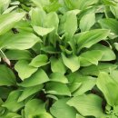 오미농장 이미지