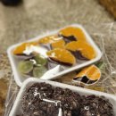 천원목장 | 애월/서귀포 여행 2일차 후기 - 수두리보말칼국수, 할머니떡집 감귤모찌, 원앤온리, 성이시돌목장, 숙성도