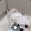 언덕위산양목장 이미지