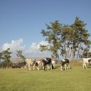 매일목장 이미지