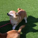 춘천시동물보호센터 | 멍군동행스쿨에 새로운 가족들이 찾아왔습니다 🐶❤️ 춘천시 동물보호센터 유기견 9마리 입소