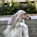 퍼피프린스 이미지