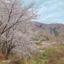 낙모정 | 월아산 벚꽃 구경 진주 가볼만한 곳 숲속의 진주