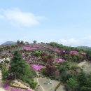동산잔디 이미지