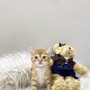 개좋다냥 이미지