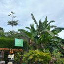 슈퍼와룽 | 우붓 조식), 발리 프라이빗 택시투어(한국어 운전기사), 티스카페, 푸트리 우붓 스파3, 와룽 마칸 부 루스)