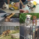 뿌리동물농장 이미지