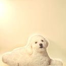 엘림세탁 | 강아지 인형쿠션 50cm 주문제작 후기 | 극세사 대형 반려견 쿠션 또또 이야기 (일산 엘림창작소)