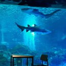 아쿠아리움 이미지
