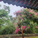 정자나무공원 이미지