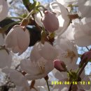 수안보의 벚꽃 이미지