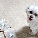 견공수라상 네이버블로그