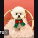 멜로멍스 이미지