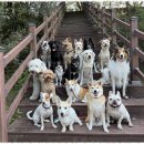 굿데이독 케어센터 이미지