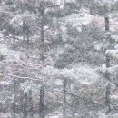 정원김치 이미지