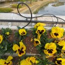 꽃보라동산 이미지