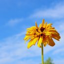 루드베키아 이미지