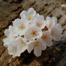 베데스다 요양원 이미지