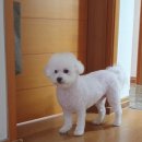 내 강아지 미용실 이미지