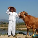 한우 이미지