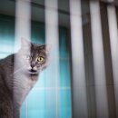 24시 송도힐 동물메디컬센터 이미지