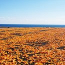 주홍목장 이미지