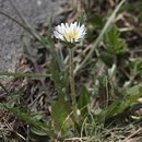 하얀민들레 이미지