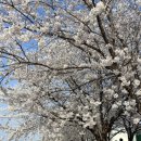 오산천 산책로 | 경기남부 벚꽃 명소 추천 🌸 오산천 벚꽃구경 후기 (주차정보, 개화정보)