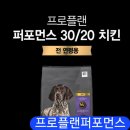 프로애견