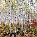 자작나무숲 이미지