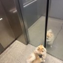 별따줄개 이미지