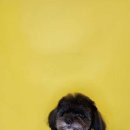 개, 이쁘다 이미지