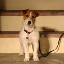 날데려가개 이미지