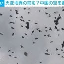 「天変地異の前兆？」空が一変…無数の“カラスの大群”が市街地を覆う瞬間→不安を訴える声が殺到 中国 이미지