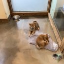 시바스럽 | 마메시바분양 시바이누분양 시바견입양은 시바스럽 알아보세요!