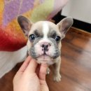 베리독 강아지고양이 평택본점 이미지