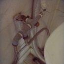 꿈나무집 이미지