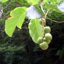 머루다래 이미지