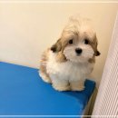 멍블랑 강아지분양 시흥배곧점 | 배곧꼬똥분양 퍼피에몽 신뢰 있는 애견샵