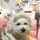 몽펍피 이미지