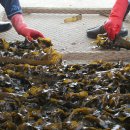 영어조합법인해맑은화진포 이미지