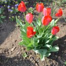 봄꽃에내린단비 이미지