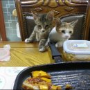 뭐먹냥? 이미지